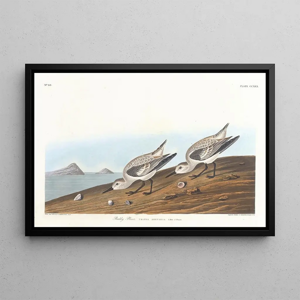 Pluvier roux - John James Audubon — cuadro enmarcado en la pared
