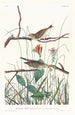 Bruant de las sabanas - John James Audubon — vista de la obra