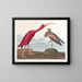 Scarlet Ibis Painting - John James Audubon — framed artwork on a wall