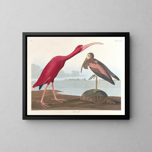 Scarlet Ibis Painting - John James Audubon — framed artwork on a wall