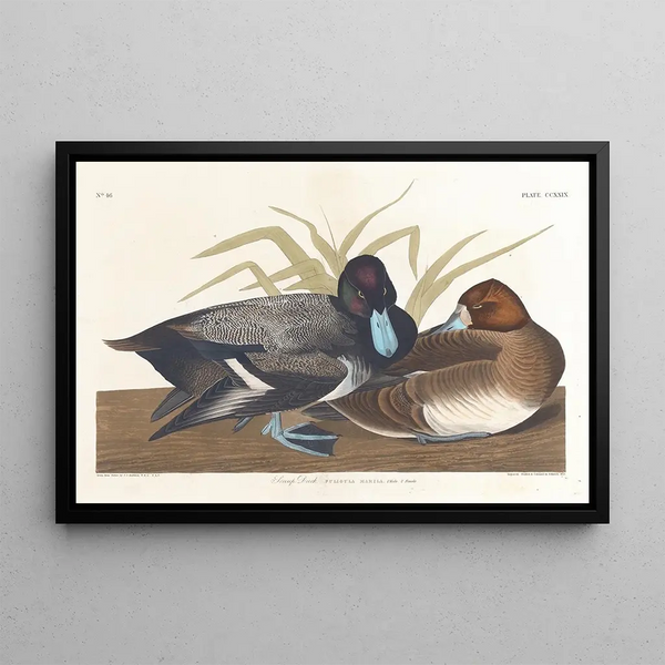 Fuligule milouinan - John James Audubon — cuadro enmarcado en la pared