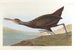 Scolopax courlan - John James Audubon — vista de la obra