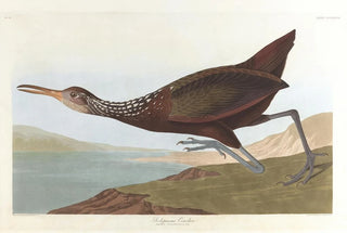 John James Audubon - Scolpaceus courlan.webp
