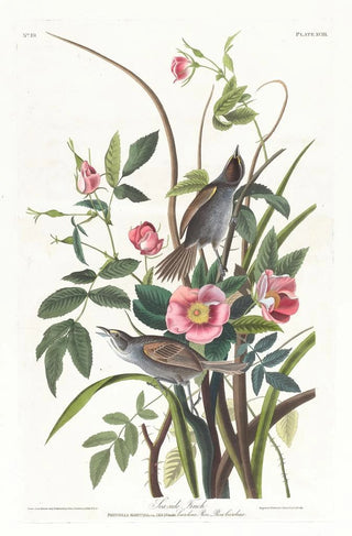 John James Audubon - Seaside finch.webp