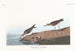 Bécasseau semipalmé - John James Audubon — vista de la obra