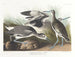 Bécassine semipalmée o willet - John James Audubon — vista de la obra