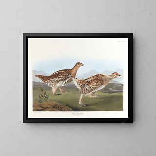 John James Audubon - Sharptailed grous.webp