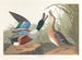 Duck Souchet - John James Audubon — artwork view