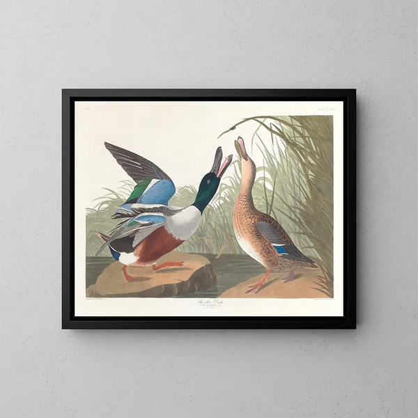 Duck Souchet - John James Audubon — framed artwork on a wall
