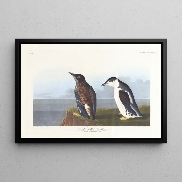Guillemot à bec mince - John James Audubon — framed artwork on a wall