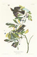 Pequeño moucherolle de cresta verde - John James Audubon — vista de la obra