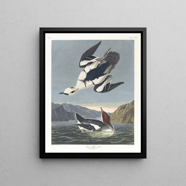 John James Audubon - Smew or white nun.webp