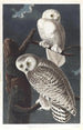 Harfang des neiges - John James Audubon — vista de la obra