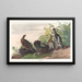 Titled: Spotted Grouse - John James Audubon — framed artwork on a wall