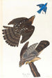 Faucon de Stanley - John James Audubon — vista de la obra