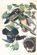 Pato de verano o pato de pico - John James Audubon — vista de la obra