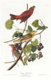 Tangara de verano - John James Audubon — vista de la obra