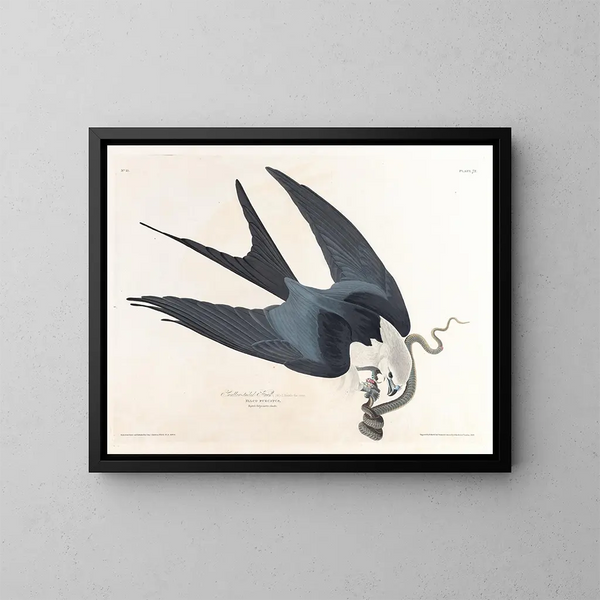 Falcón de cola bifurcada - John James Audubon — framed artwork on a wall