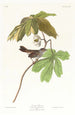 Bruant de los pantanos - John James Audubon — vista de la obra