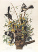 El burlón - John James Audubon — vista de la obra