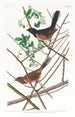 de Zorzal de pecho rojo - John James Audubon — vista de la obra