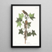 Moucherolle de Traill - John James Audubon — cuadro enmarcado en la pared