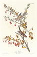 Reproducción del cuadro Bruant des arbres - John James Audubon