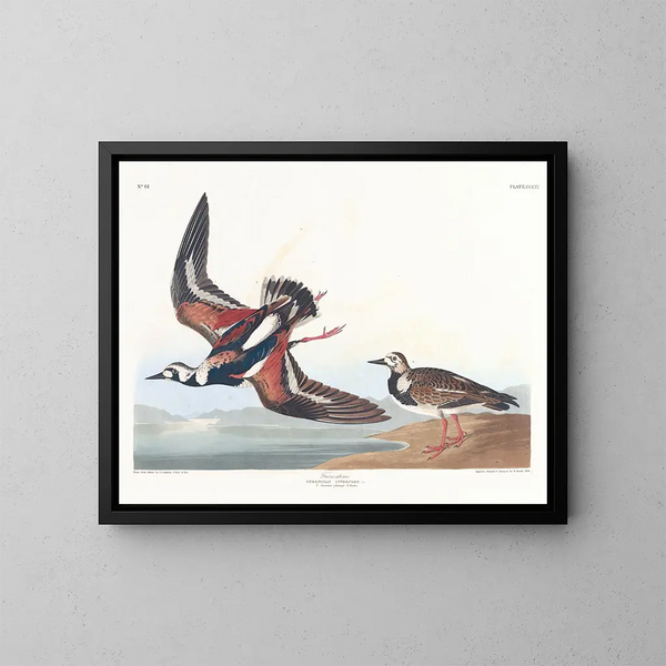 Bécasseau à collier - John James Audubon — framed artwork on a wall