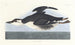 Uria brunnichii - John James Audubon — vista de la obra