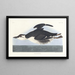 Uria brunnichii - John James Audubon — cuadro enmarcado en la pared