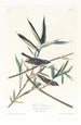 Viréo solitaire - John James Audubon — vista de la obra