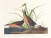 Virginia Rail - John James Audubon — artwork view