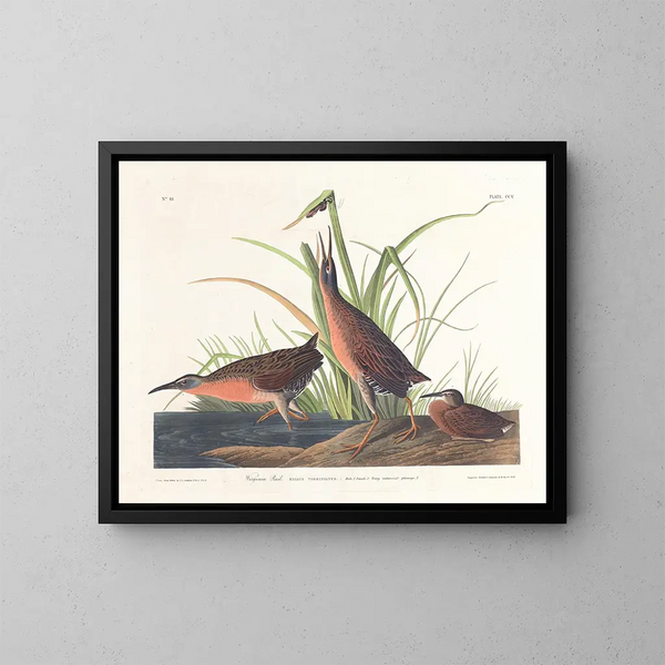 Virginia Rail - John James Audubon — framed artwork on a wall