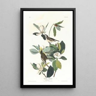 John James Audubon - Warbling flycatcher.webp