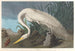Héron blanco - John James Audubon — vista de la obra