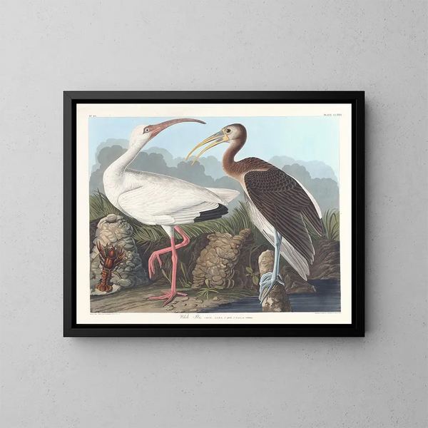 Ibis blanc - John James Audubon — framed artwork on a wall