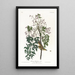 Moucherolle ou viréo à yeux blancs - John James Audubon — framed artwork on a wall