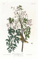 Moucherolle ou viréo à yeux blancs - John James Audubon — artwork view