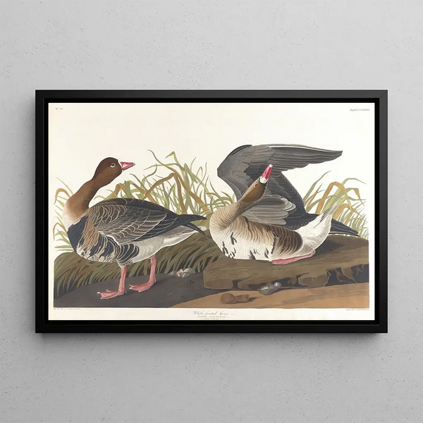Goose with a white front - John James Audubon — framed artwork on a wall
