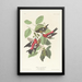 Bec-croisé bifascié - John James Audubon — framed artwork on a wall