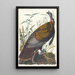 Dindon salvaje - John James Audubon — cuadro enmarcado en la pared