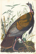 Dindon salvaje - John James Audubon — vista de la obra