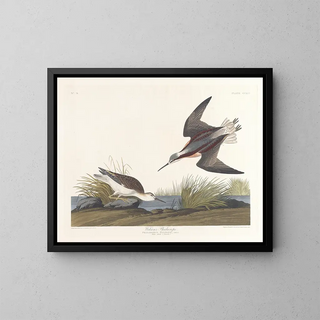John James Audubon - Wilsons phalarope.webp