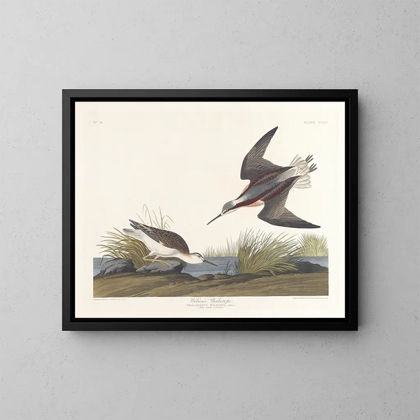 Wilson's Phalarope - John James Audubon — framed artwork on a wall