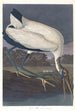 Ibis de los bosques - John James Audubon — vista de la obra