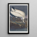Ibis de los bosques - John James Audubon — cuadro enmarcado en la pared