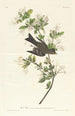 Pioui de los bosques - John James Audubon — vista de la obra