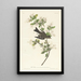 Pioui de los bosques - John James Audubon — cuadro enmarcado en la pared