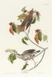 Grive des bois - John James Audubon — vista de la obra
