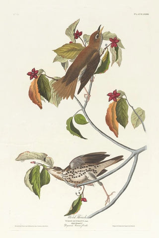 John James Audubon - Wood thrush.webp